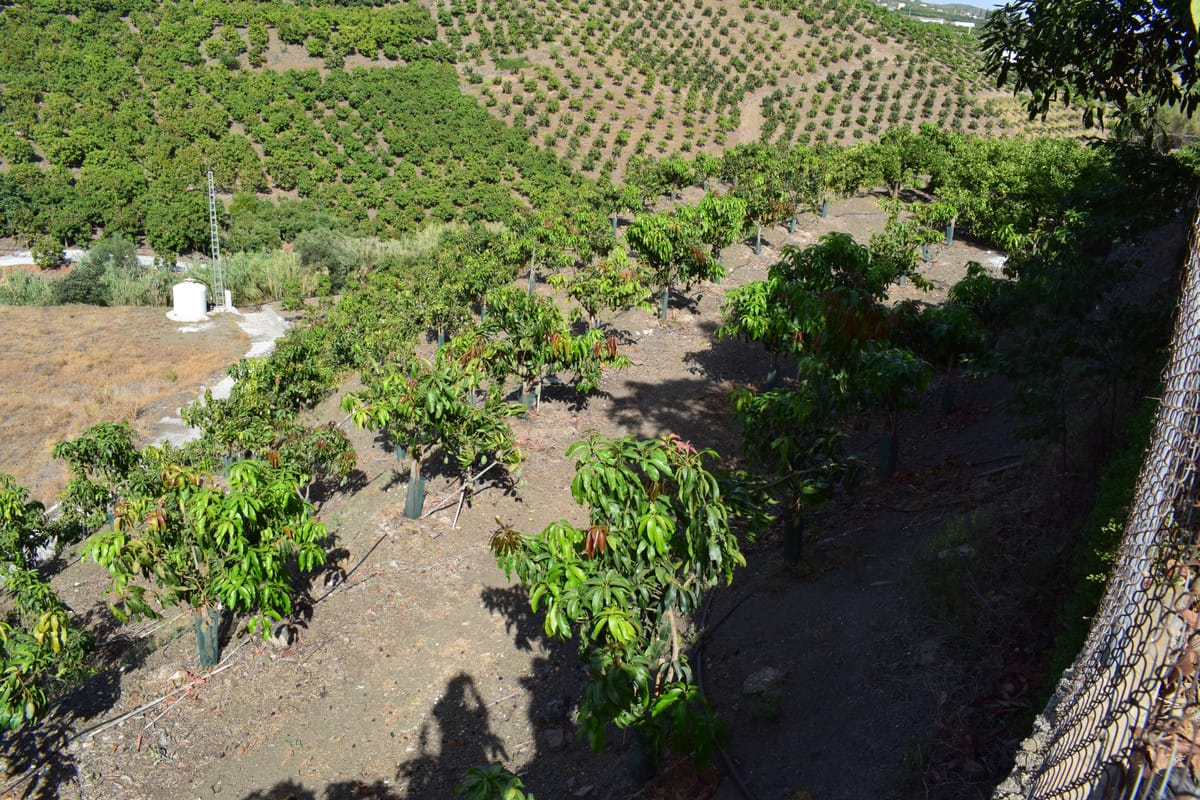 Finca , Cortijo, House in Vélez-Málaga Hiszpania A E Bffe Cb Ce
