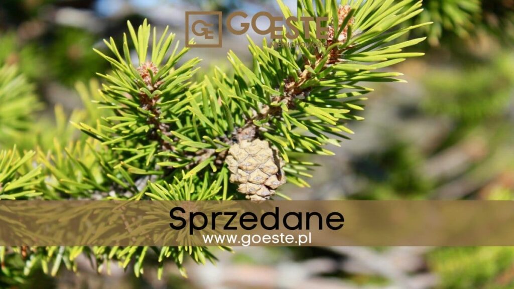 Działka budowlana ze starodrzewiem Józefów 2600m2